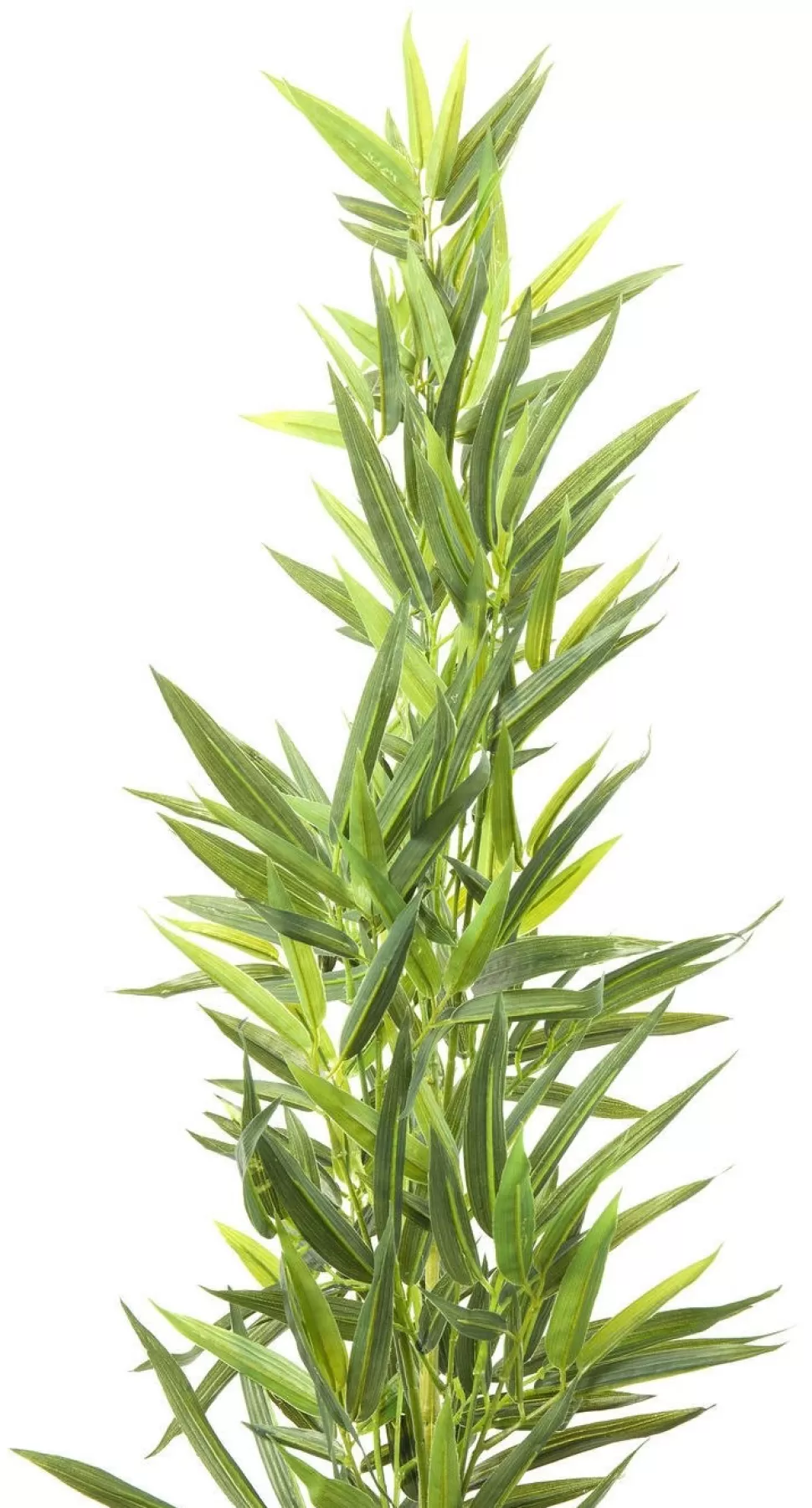 Rośliny Dekoracyjne-KARE Design Roślina Dekoracyjna Bamboo Tree 200 Cm