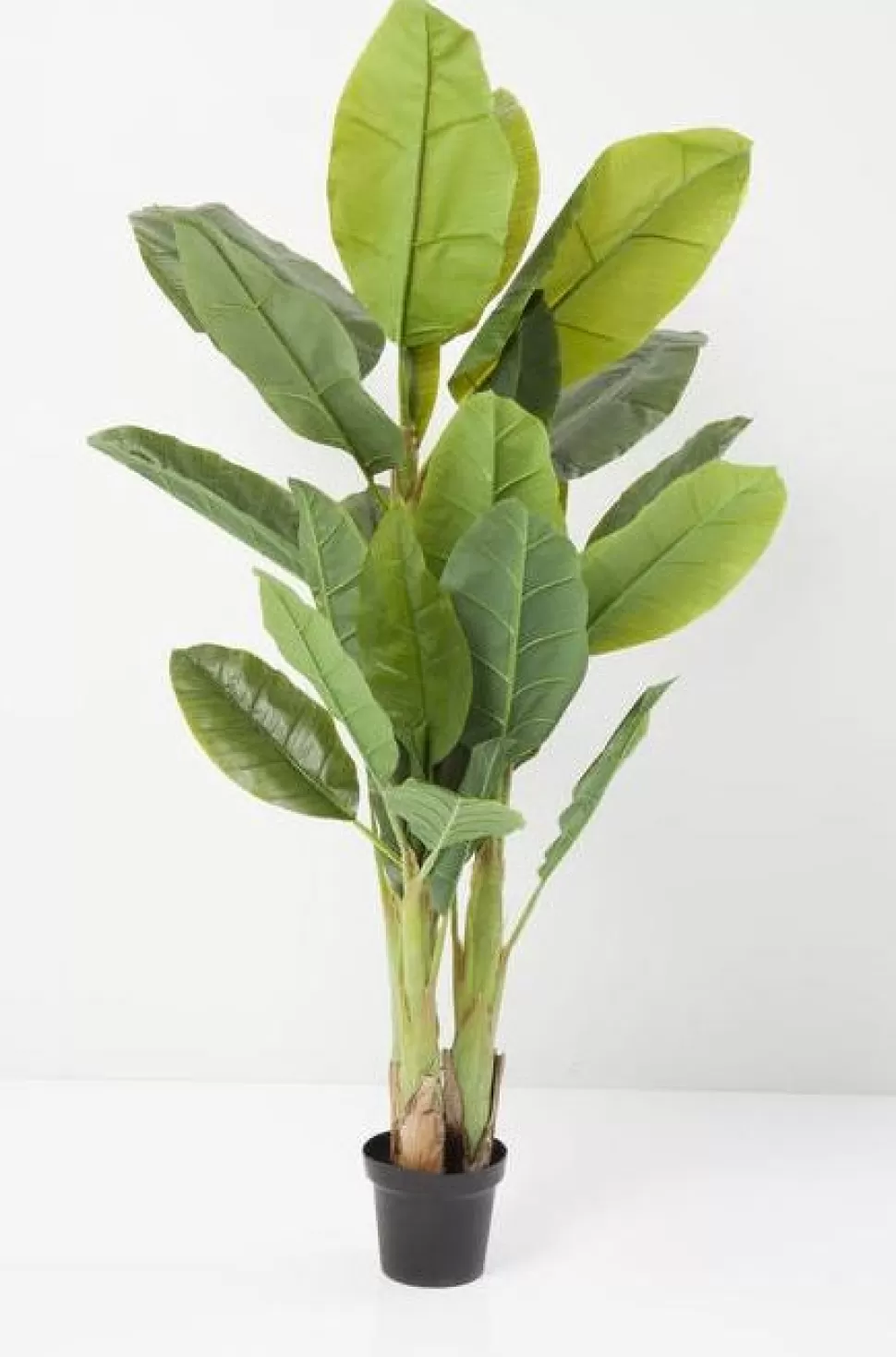 Rośliny Dekoracyjne-KARE Design Roślina Dekoracyjna Banana Tree 180 Cm