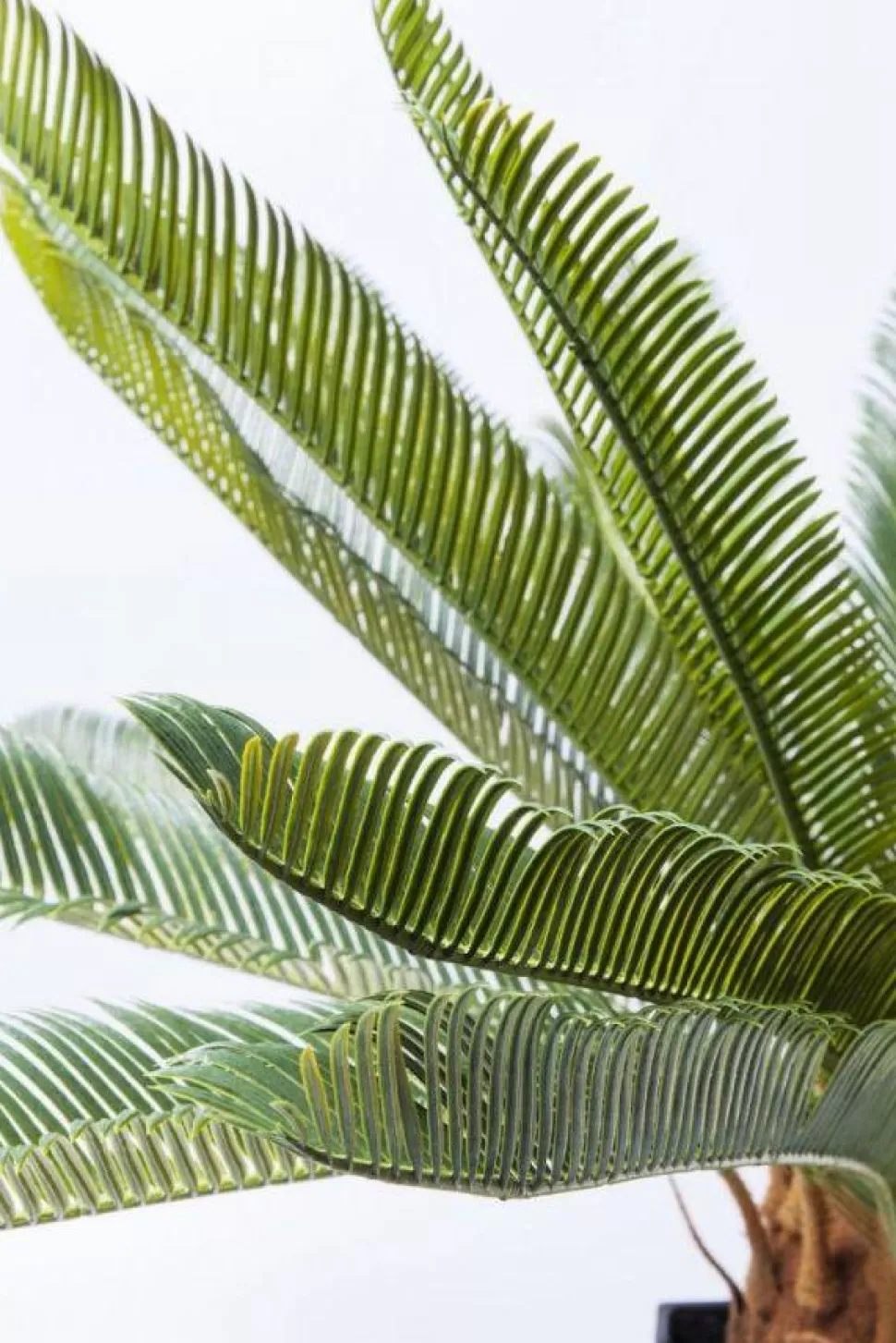 Rośliny Dekoracyjne-KARE Design Roślina Dekoracyjna Cycas Tree 40x78 Cm