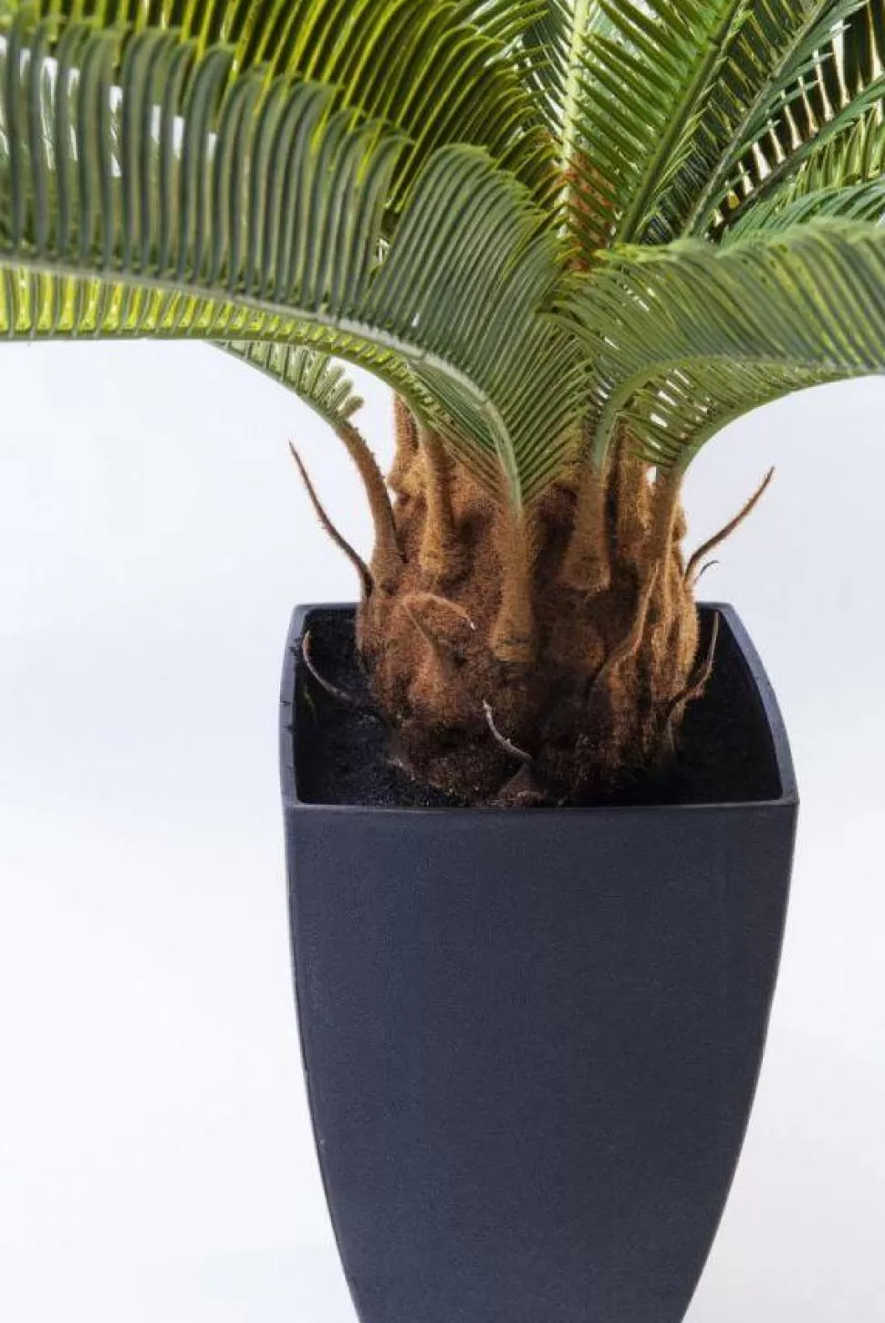 Rośliny Dekoracyjne-KARE Design Roślina Dekoracyjna Cycas Tree 40x78 Cm