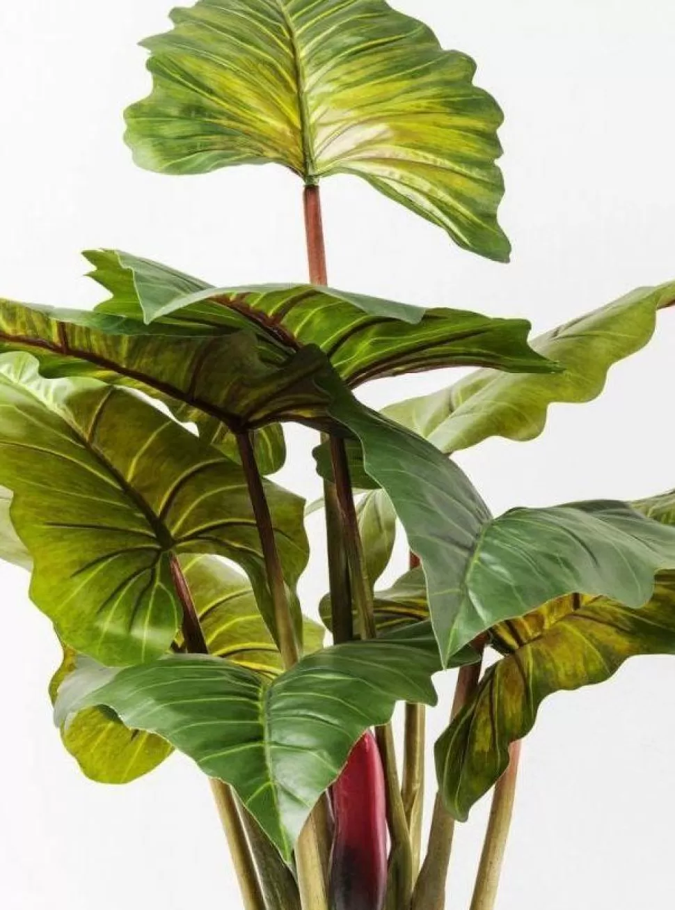 Rośliny Dekoracyjne-KARE Design Roślina Dekoracyjna Rainforest Red 170 Cm Kolorowa