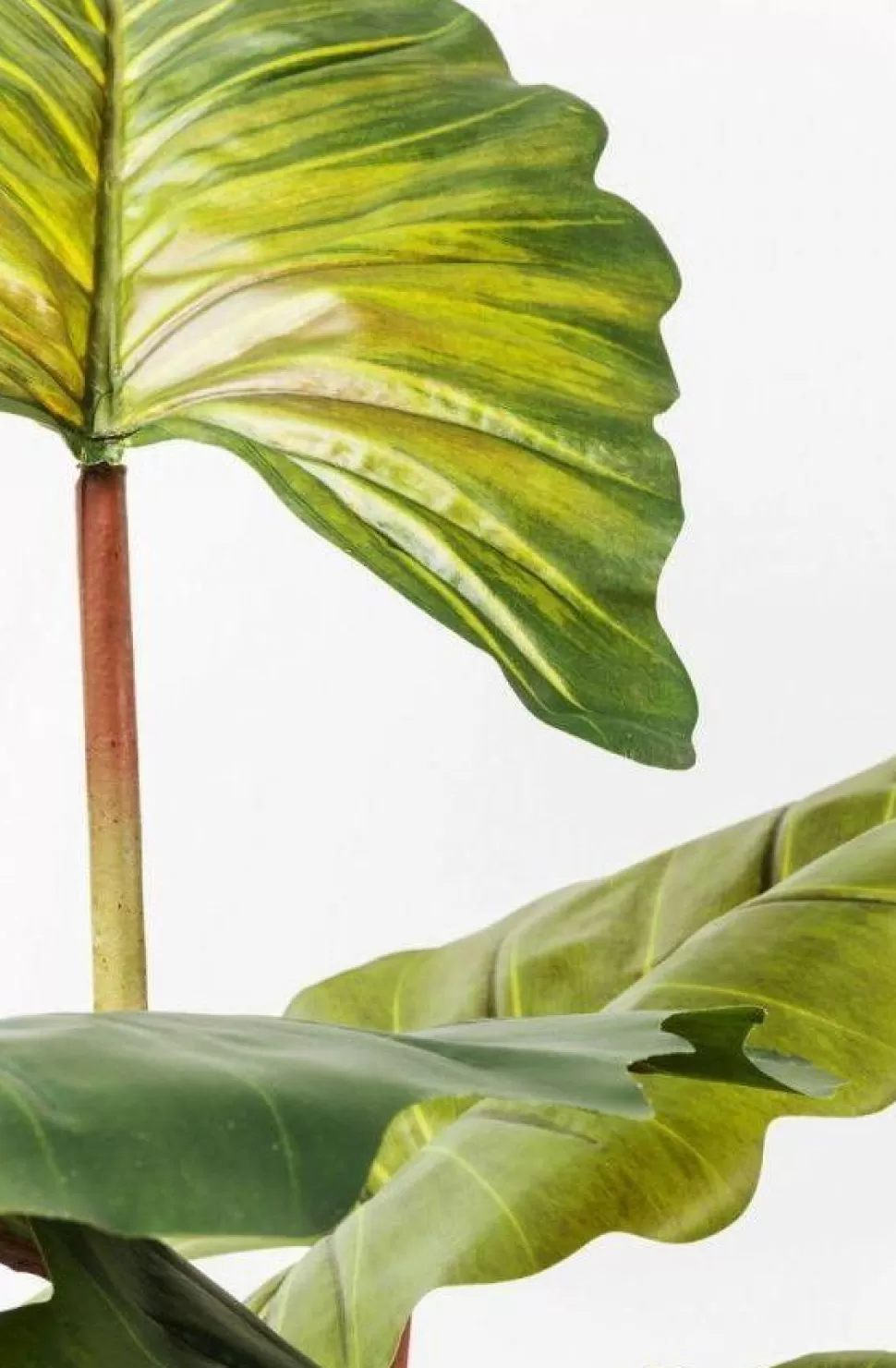 Rośliny Dekoracyjne-KARE Design Roślina Dekoracyjna Rainforest Red 170 Cm Kolorowa