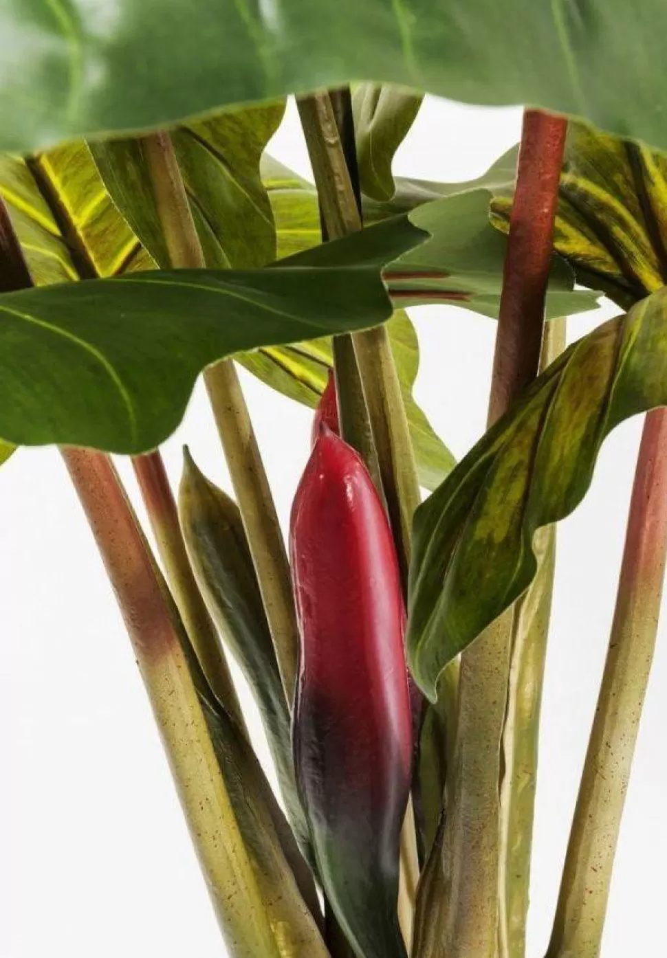 Rośliny Dekoracyjne-KARE Design Roślina Dekoracyjna Rainforest Red 170 Cm Kolorowa
